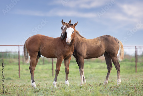 Quarter Horse Foals photo