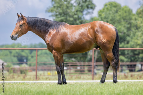 Quarter Horse Conformation Profile photo