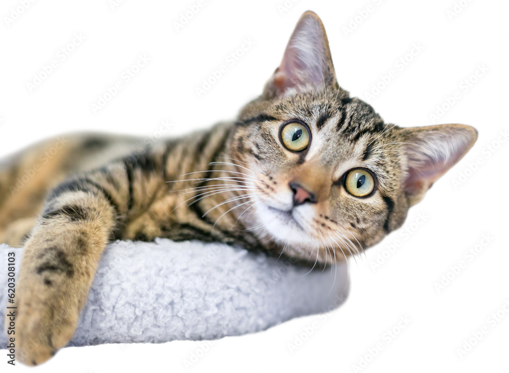 A young brown tabby domestic shorthair cat relaxing on a cat bed and looking at the camera
