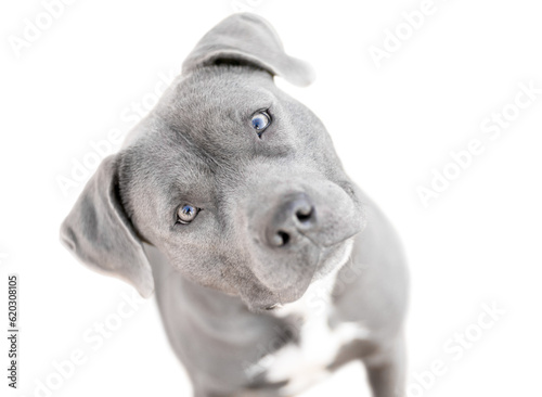 A blue and white Pit Bull Terrier mix dog looking up at the camera with a head tilt