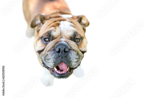 A happy English Bulldog outdoors looking up at the camera © Mary Swift