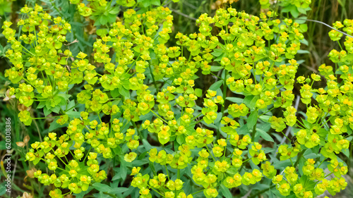 pictures of wild plants, medicinal flowers. photos of spurge flowers. photo