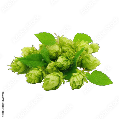 a pile of fresh green hops on a clean white background
