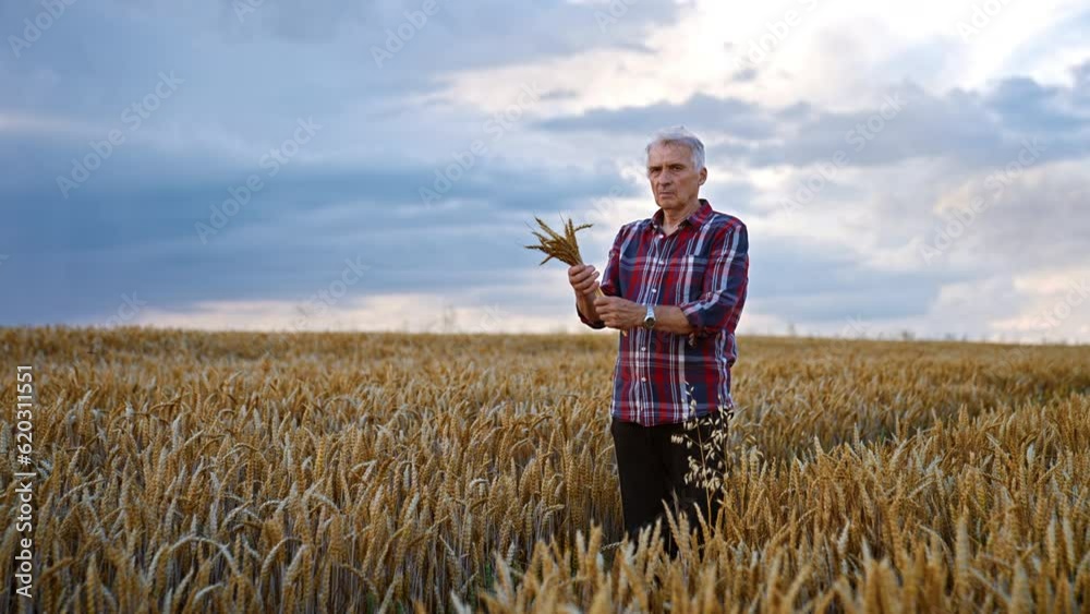 Adult grey-haired man in a bright shirt stands in the wheat farmland. Farmer holds a bouquet of ripe ears of corn. Adult grey-haired man in a bright shirt stands in the wheat farmland. Farmer holds a bouquet of ripe ears of corn.