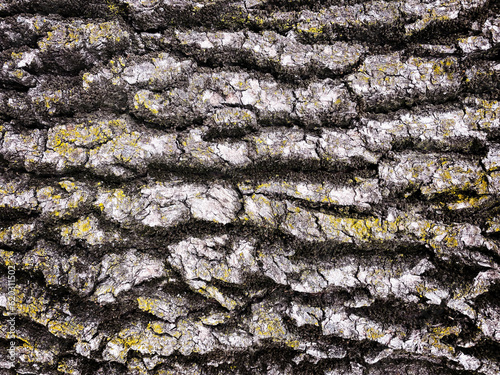 Old tree bark texture background. Abstract background and texture for design.