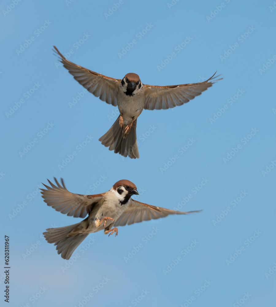 Fototapeta premium two sparrow birds fly with wings and feathers spread wide against the blue sky