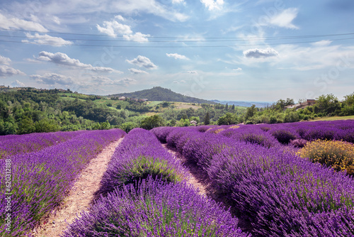 Lavender fields in Piemonte, Italy. Rows of vibrant purple flowers stretch across the rolling hills, creating a stunning and fragrant landscape. 