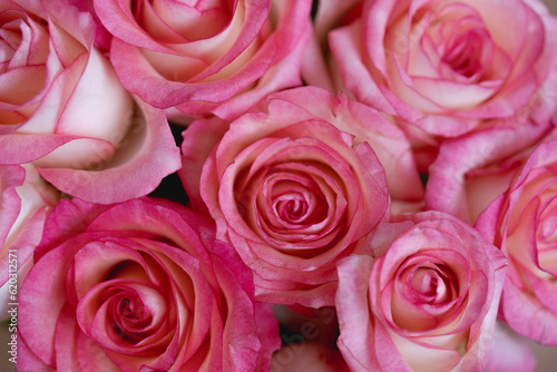 Bouquet of pink rose flowers close up flat lay
