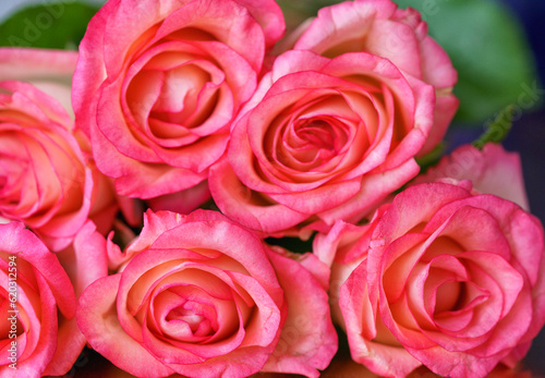Bouquet of pink rose flowers close up flat lay