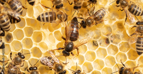 Presence of Royalty: The Beehive's Graceful Matron photo