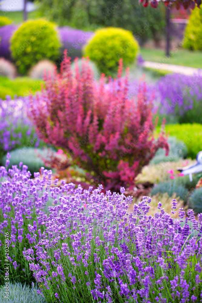 Obraz premium Designing with Lavender: Transforming the Backyard into a Fragrant Paradise