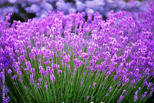 Enchanting Backyard Escape  A Symphony of Lavender Blooms