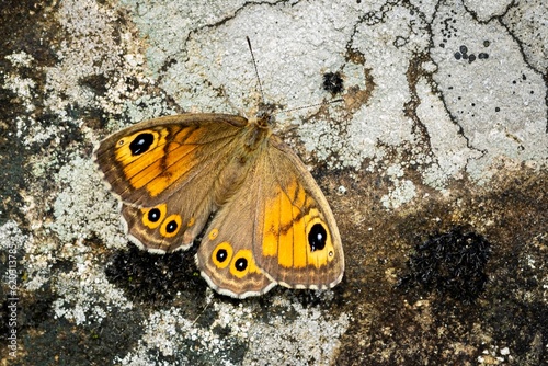 Close up of butterfly Lasiommata Maera