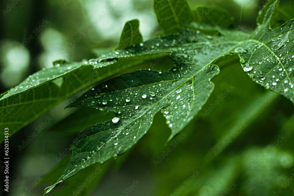 dew on a leaf waterdrop macro photography dew on a leaf waterdrop macro photography