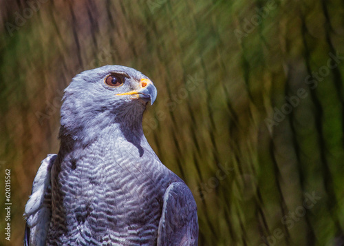 Grey Hawk (Buteo plagiatus) photo