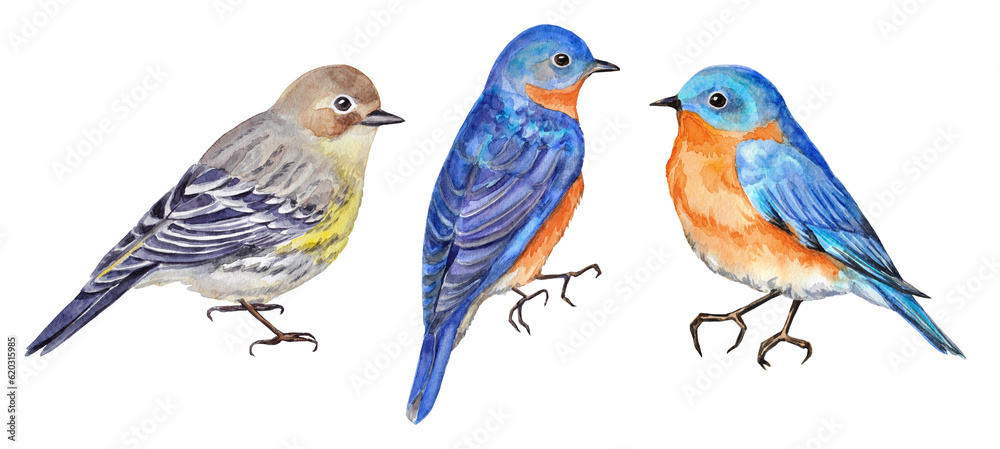 Watercolor hand-painted illustration set with bluebirds and a lesser