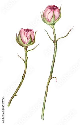 Watercolor hand-painted tiny pink roses with long stems illustrations on a transparent background. Pre-made flower images for printing design.