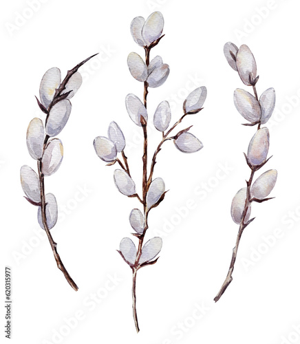 Watercolor hand-painted illustration set with pussy willow branches on a transparent background.