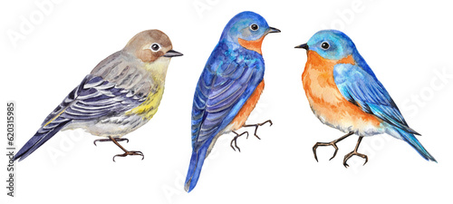 Watercolor hand-painted illustration set with bluebirds and a lesser goldfinch bird on a transparent background. Spring bird images.