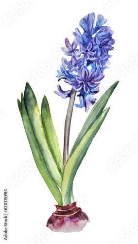 Watercolor hand-painted illustration of blue blossom hyacinth with a bulb on transparent background.