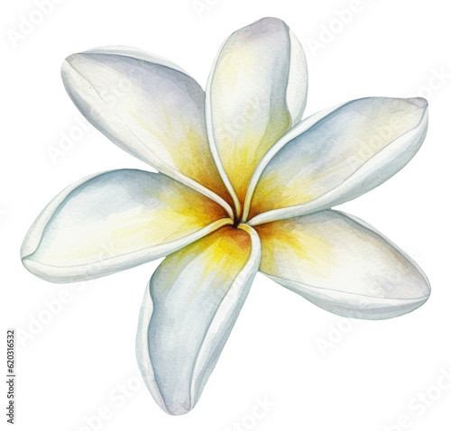 Watercolor illustration of a white tropical flower Frangipani, Plumeria. Ai illustration. Transparent background, png
