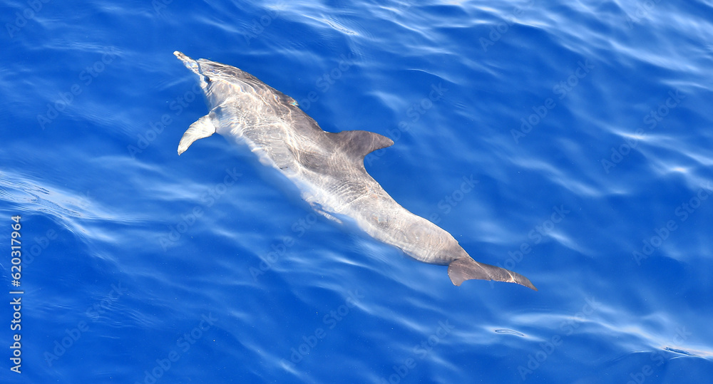 Fototapeta premium delfines en libertad en el oceano atlantico
