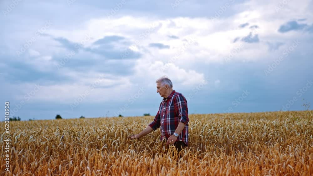 Adult farmer in the beautiful field of ripe wheat at sunset. Man rubbing a spikelet in his palms to see if the grain is ripe. Adult farmer in the beautiful field of ripe wheat at sunset. Man rubbing a spikelet in his palms to see if the grain is ripe.