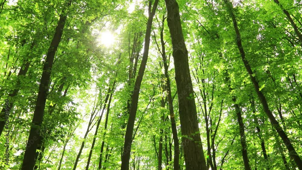 a summer forest trees. nature green wood sunlight backgrounds. a summer forest trees. nature green wood sunlight backgrounds.