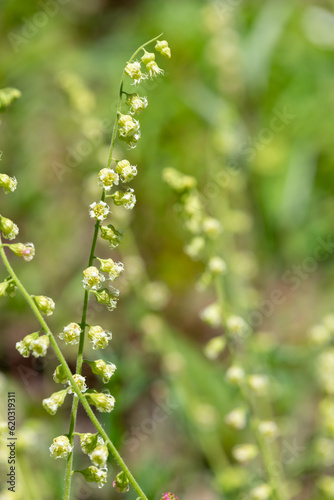 Bigflower tellima (tellima grandiflower) flowers in bloom photo