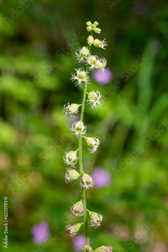 Bigflower tellima (tellima grandiflower) flowers in bloom photo