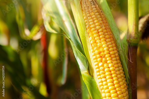 Ripe open cob of corn with grains, on a stalk.