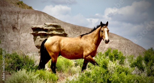 Fantasy Canyon Wild Mustang photo