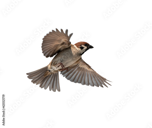 bird sparrow flies with wings and feathers spread wide against a white isolated background