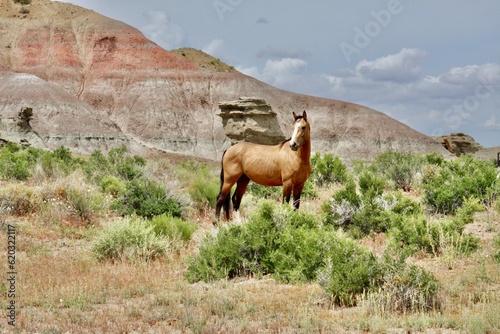 Utah Bad Lands Wild horse photo
