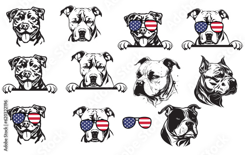 Set of American Bully dog illustrations - isolated