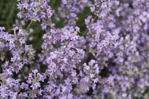 natural background of lavender flowers. close up of lavender flowers