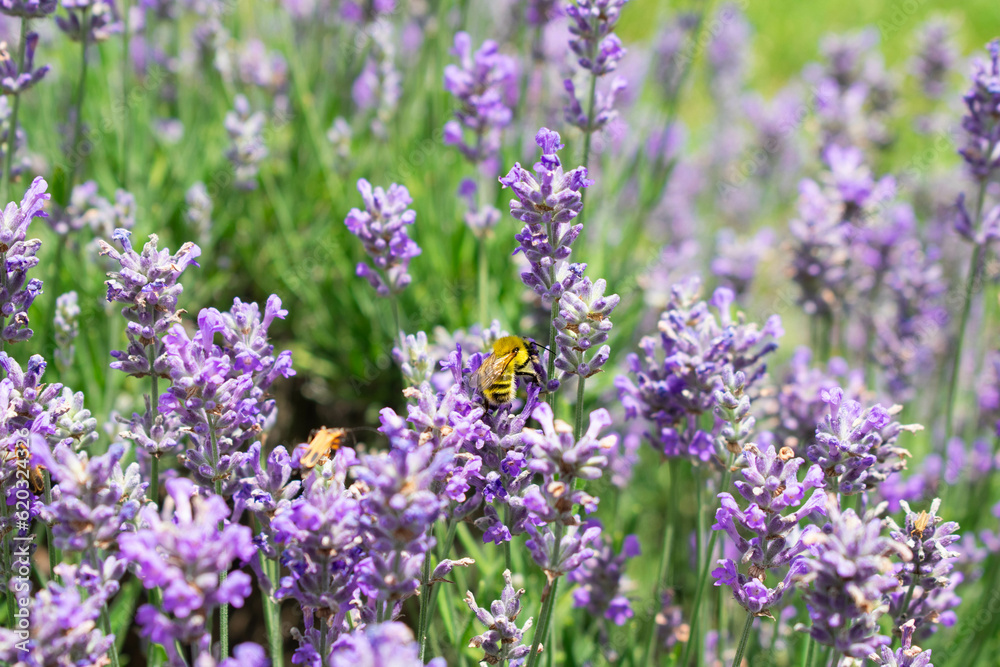 Naklejka premium bee
