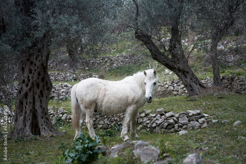 Fototapeta premium white horse in the garden. Funny animals.