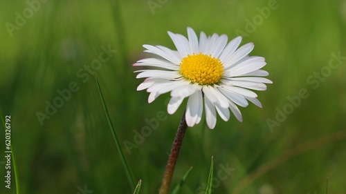 Gänseblümchen