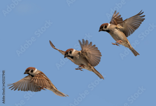 phases of the wings of the flight of three sparrow birds against the blue sky © nataba