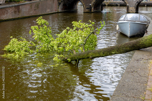 Poly summer storm hit Amsterdam with cloudy day and raining, The tree fall or broken in the water, Hard wind blew down the trees and crushed down in the canal, Noord Holland, Netherlands. photo