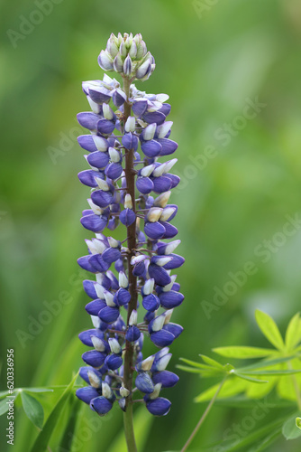 Blue Lupin flowers blooms in the field. Bunch of lupines summer flower background. Violet spring and summer flower. Blue flowers Lupine a green background. Lupinus. Fabaceae Family. Blooming lupine