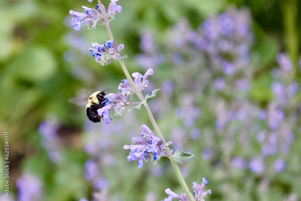 Bee on flower Bee on flower