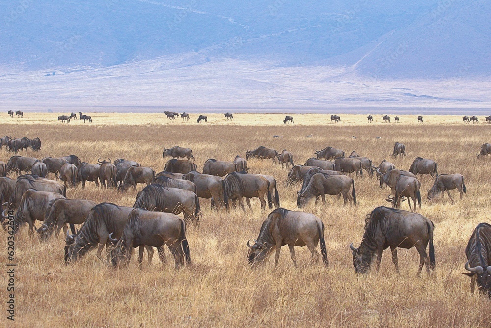 wildebeest in ngorongoro crater wildebeest in ngorongoro crater