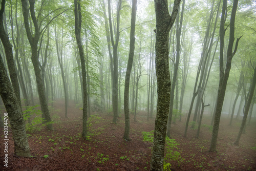 Fototapeta Naklejka Na Ścianę i Meble -  Foggy Forest in Maiella National Park - Italy