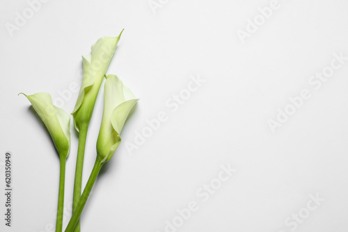 Beautiful calla lily flowers on white background  top view. Space for text
