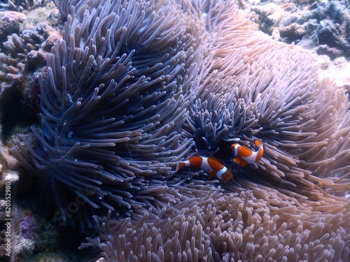 A photo of orange nemo clown fish and its beautiful anemone. Bright orange nemo clown fish living on the tropical coral reef. The underwater world of Raja Ampat sea  West Papua  Indonesia.