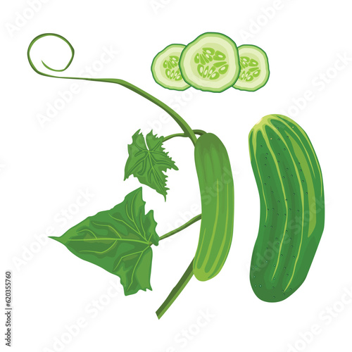 Vector illustration of ripe and unripe green cucumber with leaves. Sliced and whole cucumber vegetable in cartoon flat style for business and education design element. Healthy for skin treatment