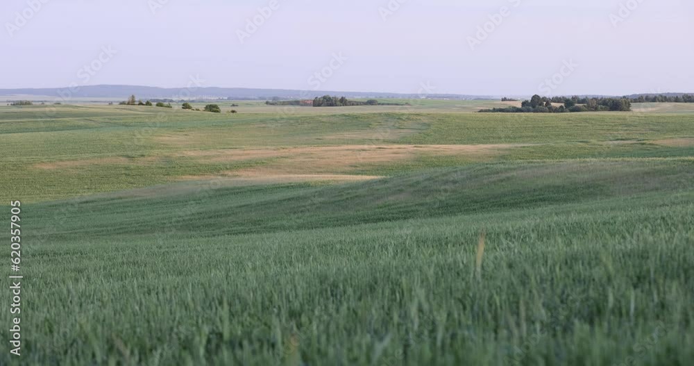 green wheat at sunset, a large field with cereals at sunset green wheat at sunset, a large field with cereals at sunset