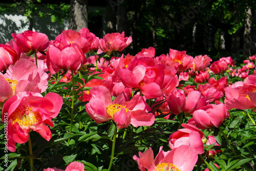 Fototapeta Naklejka Na Ścianę i Meble -  Peony Raspberry Charm. Peony flower blossom in the botanical garden. Huge bright pink peonies on the green background with selective focus. Semi-double pink peony Raspberry Charm, paeonia lactiflora.